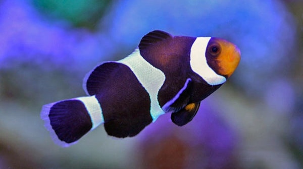 Buy Black & White Ocellaris Clownfish | Saltwater Sale - Vivid Aquariums