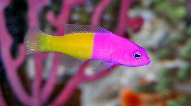 reef fish for sale