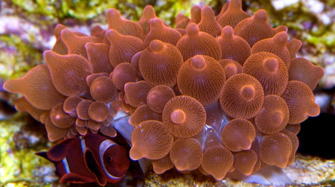 Kaliber Perioperatieve periode Vul in Rose Bubble Tip Anemone | Sea Anemones for Sale - Vivid Aquariums