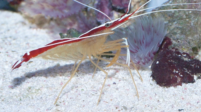 Buy Cleaner Shrimp Online | Aquarium 