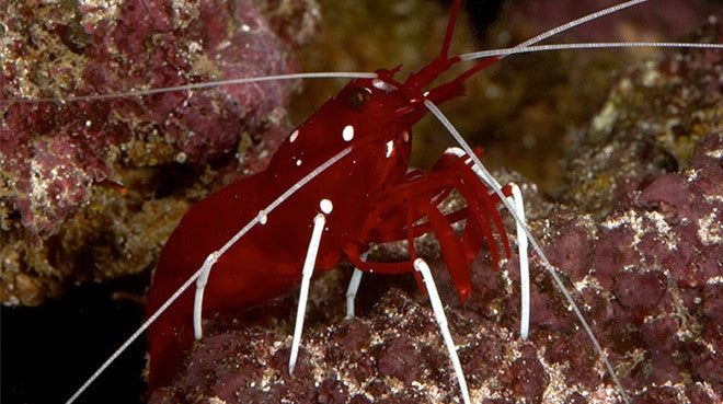 Tiger Pistol Shrimp - Vivid Aquariums