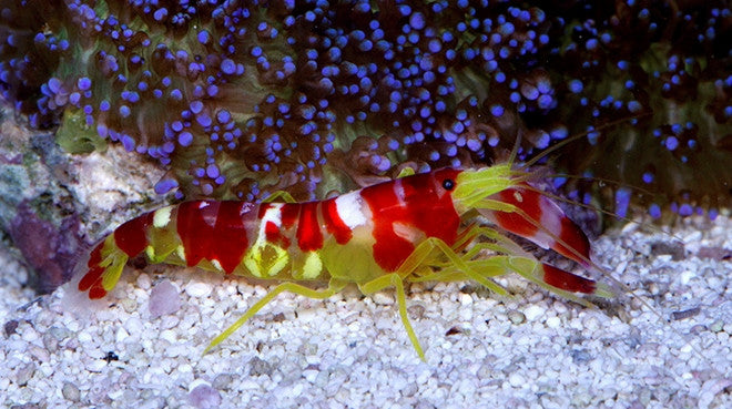 tiger pistol shrimp sound