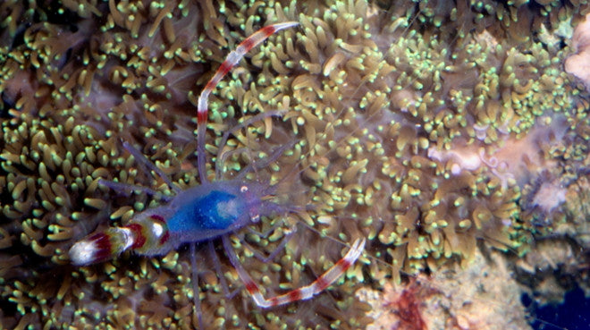 Banded Coral Shrimp Diet Food
