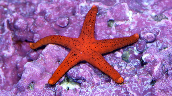 Buy Aquarium Starfish Online | Live Starfish for Sale - Vivid Aquariums