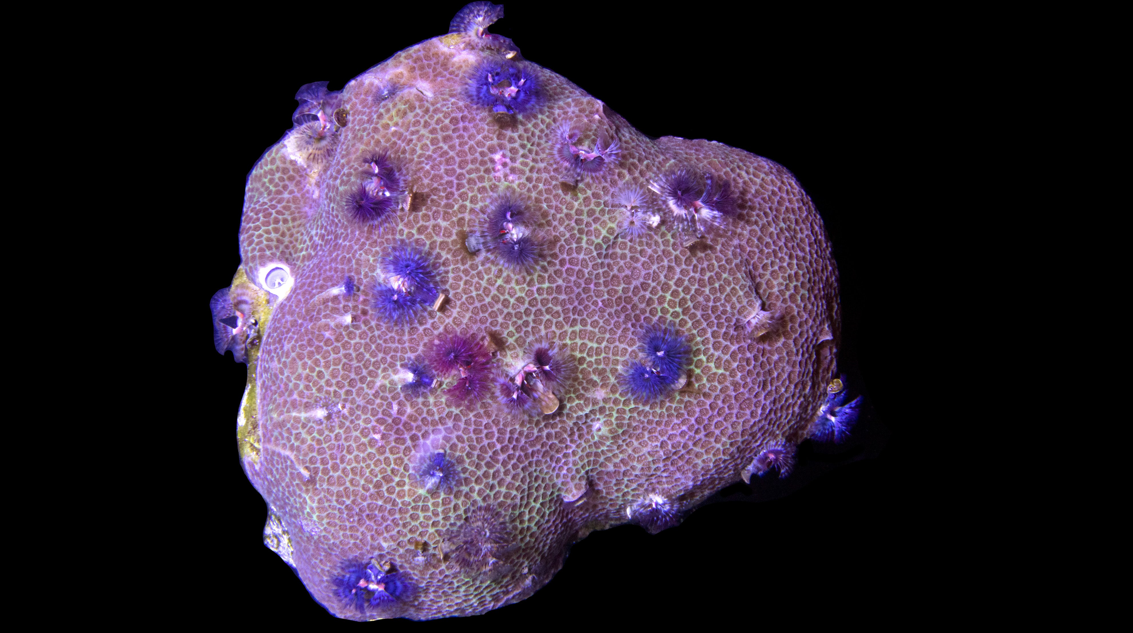 WYSIWYG Corals for Sale Buy WYSIWYG Corals Online Vivid Aquariums