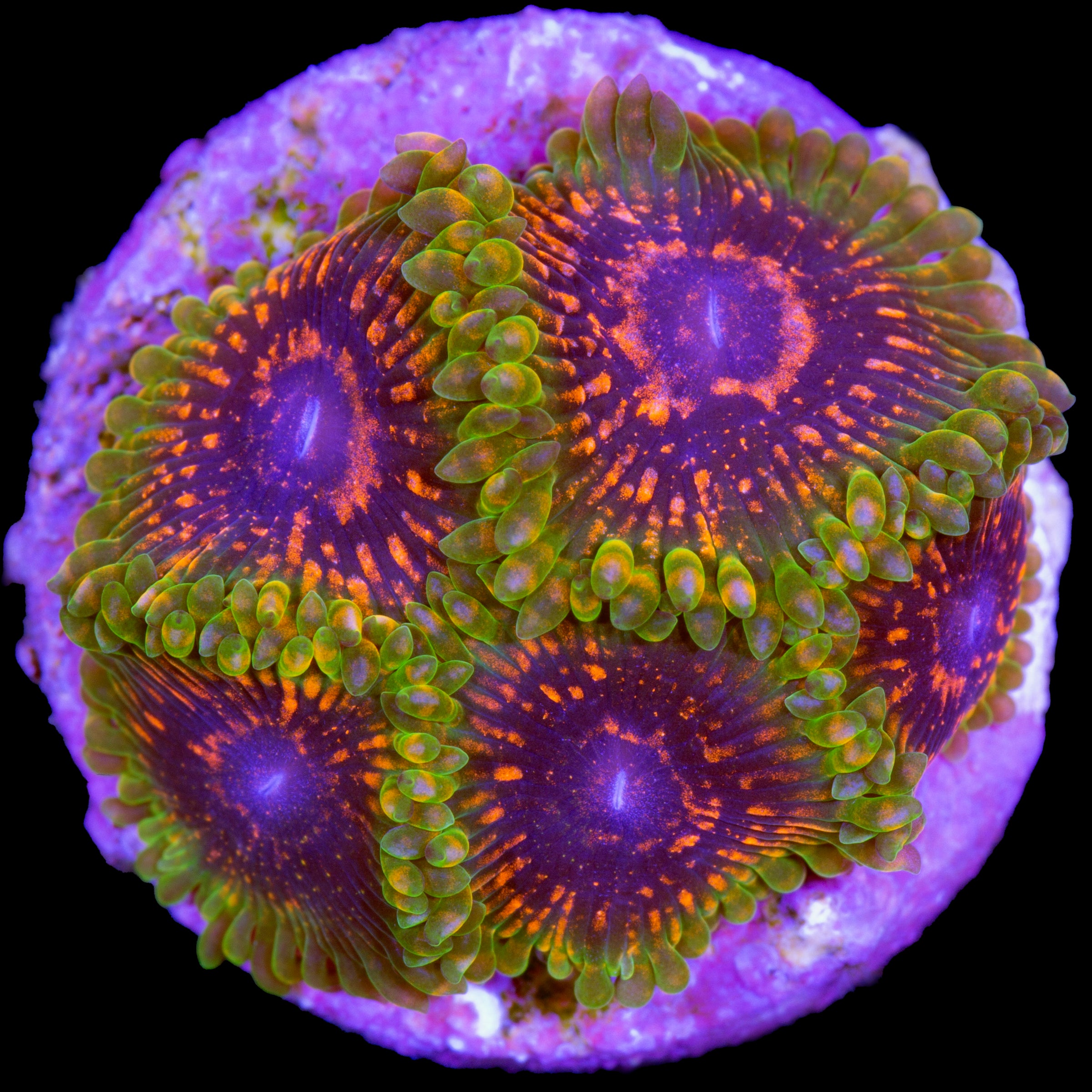 Beginner Corals for Sale | Buy Beginner Corals | Live Coral | Rare ...