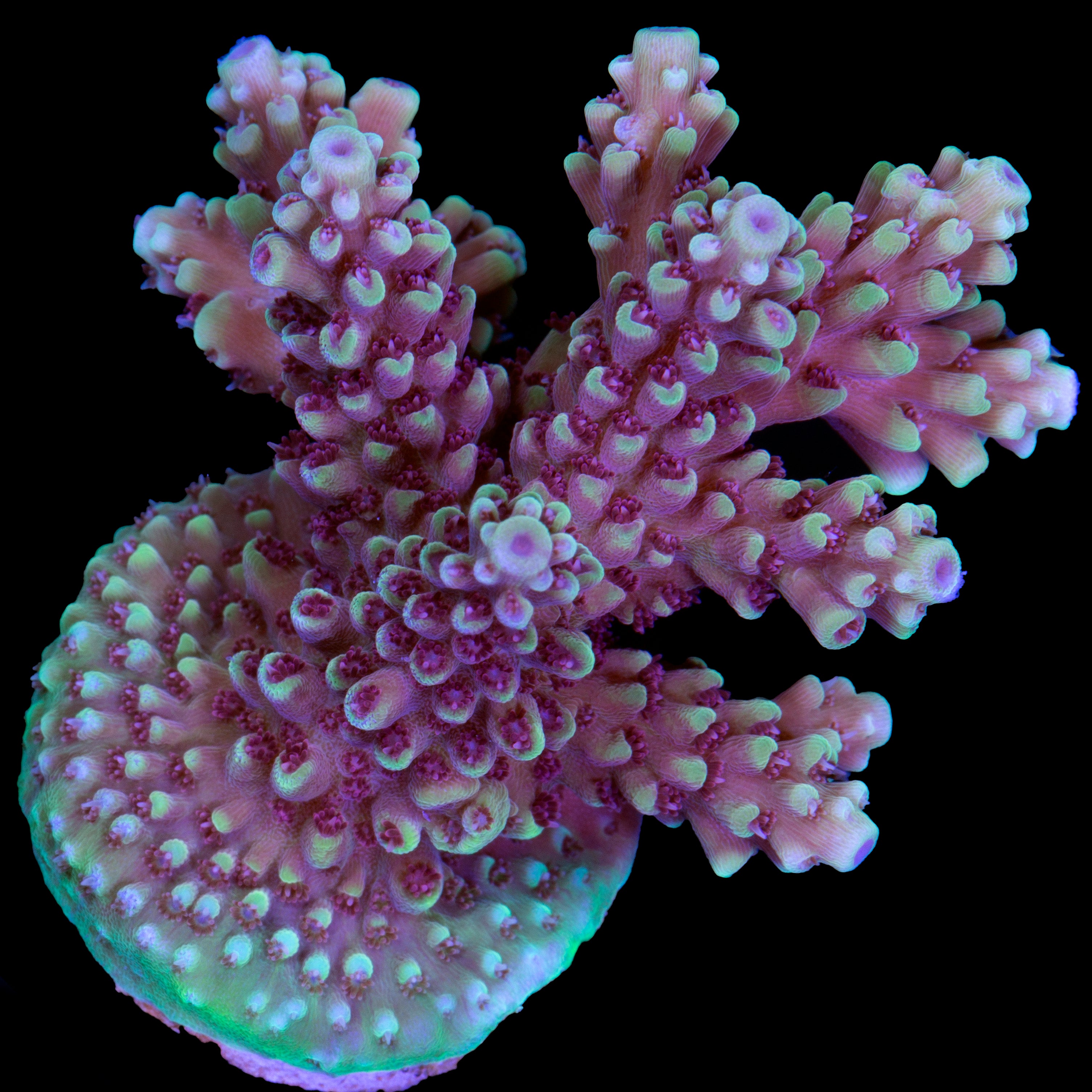 Vivid Tricolor Acropora Coral, Buy Live Coral for Sale