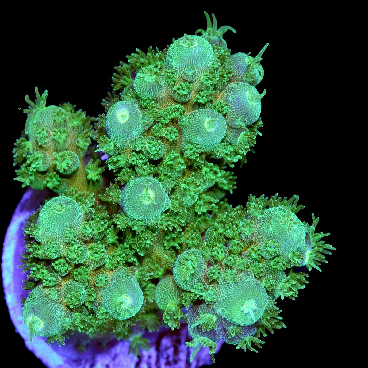 Green Machine Acropora Coral Buy Live Coral for Sale Vivid Aquariums