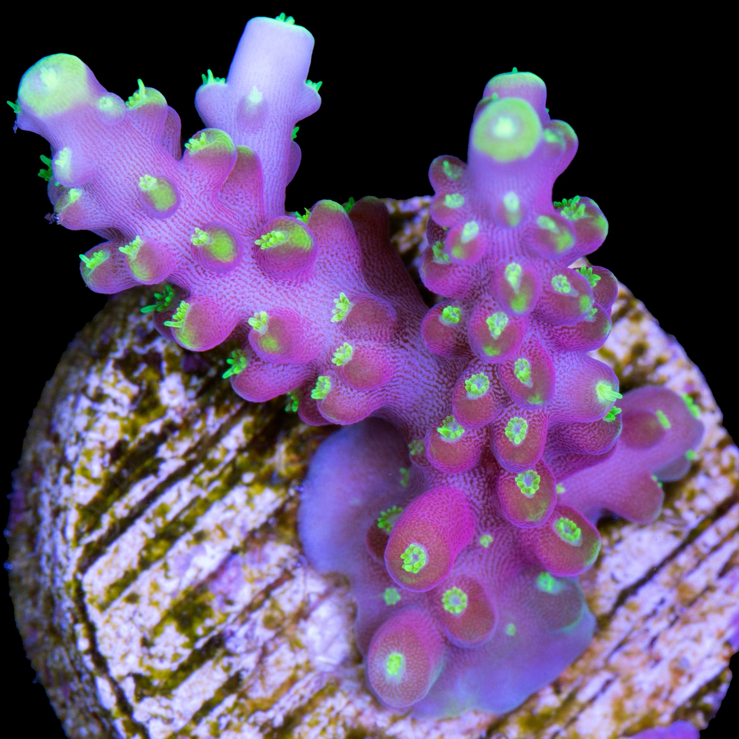 Acropora Coral for Sale | Buy Live Coral for Sale | Rare Coral | Sale ...