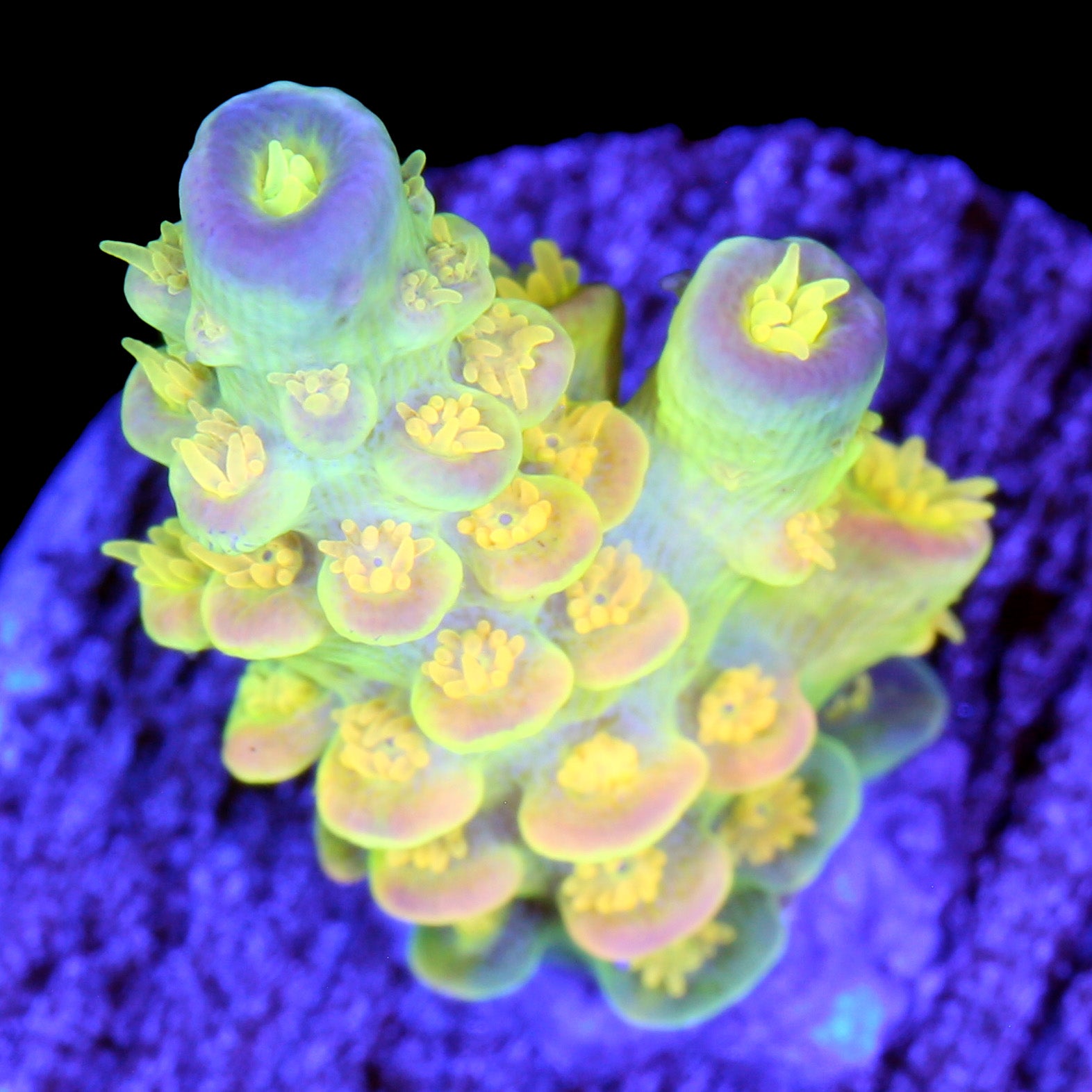 Walt Disney Tenuis Acropora Coral | Buy Live Coral for Sale | Vivid ...
