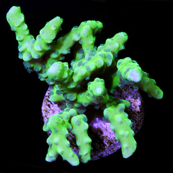 Green Goblin Anacropora Coral | Buy Live Coral for Sale - Vivid Aquariums