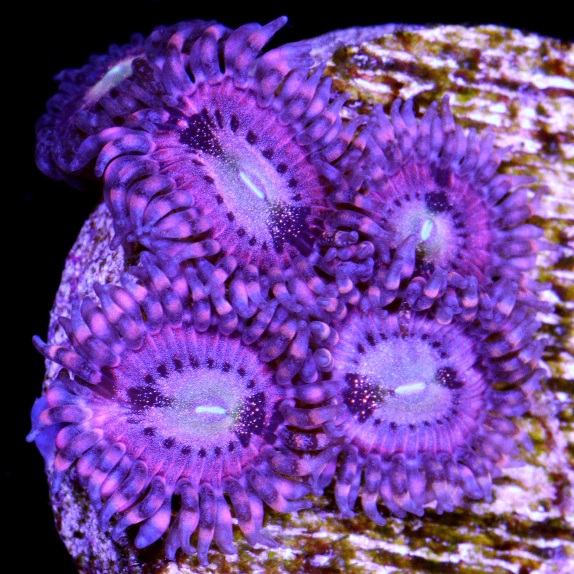 Buy Pink Zipper Palys Online | Live Corals for Sale - Vivid Aquariums