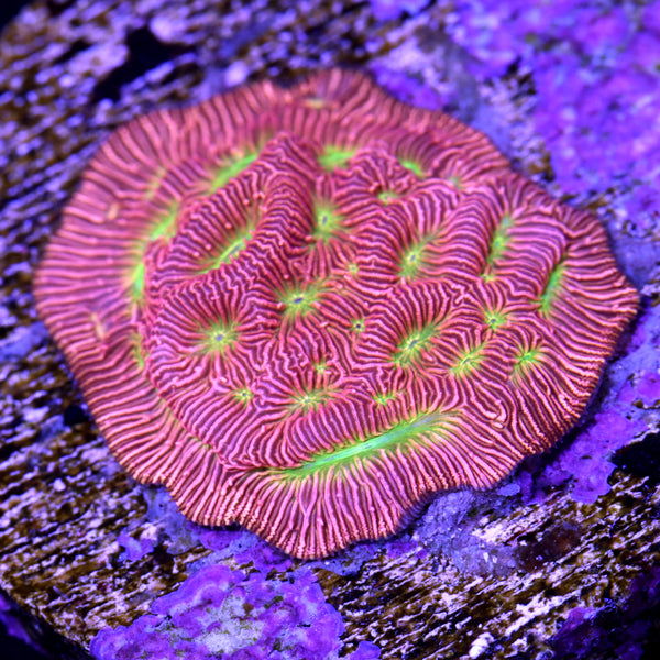 Jack-O-Lantern Leptoseris Coral | Buy Live Coral for Sale - Vivid Aquariums