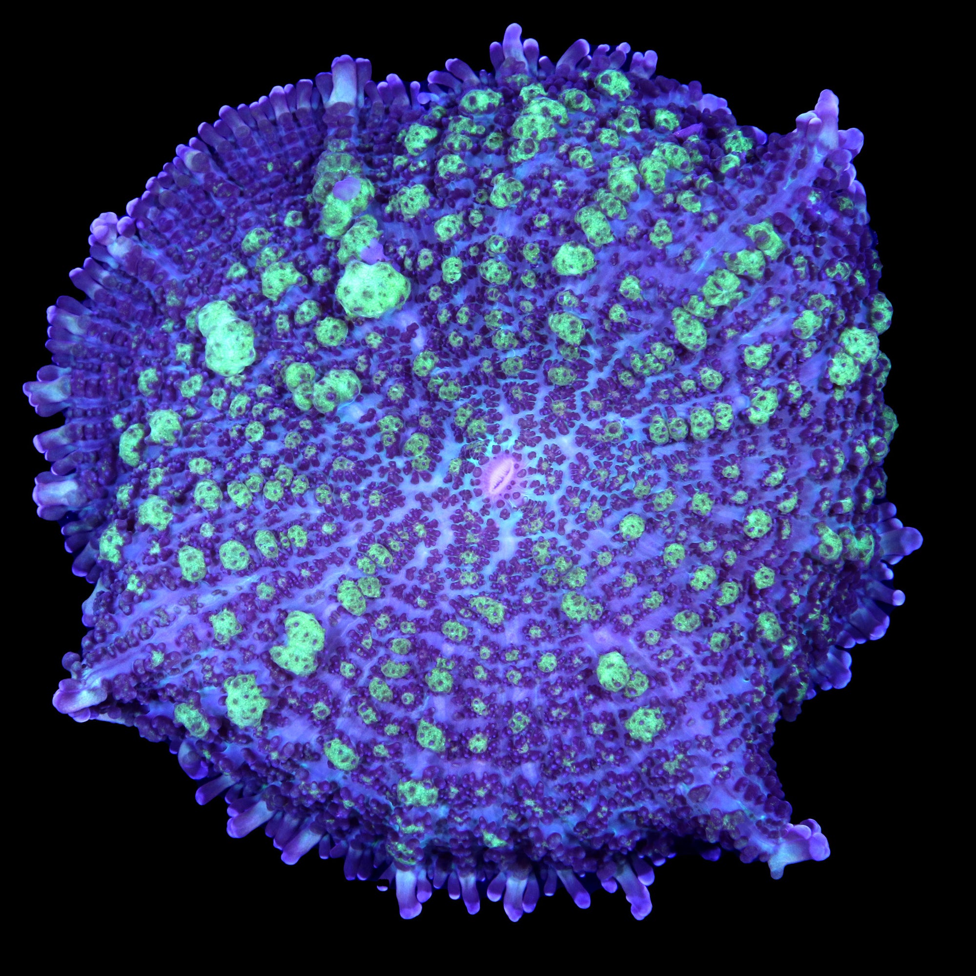 lava lamp mushroom coral