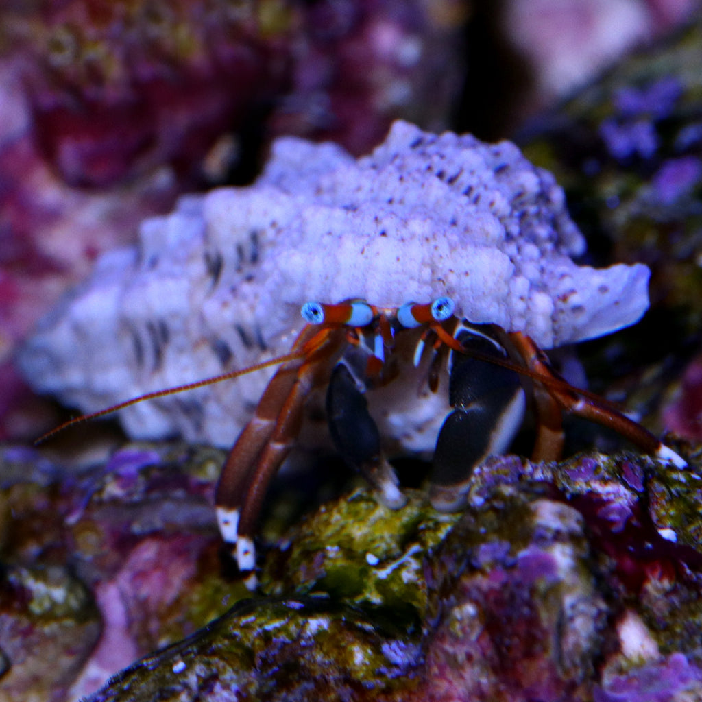 Jedi Mind Trick Montipora Undata Coral | Buy Live Coral for Sale ...