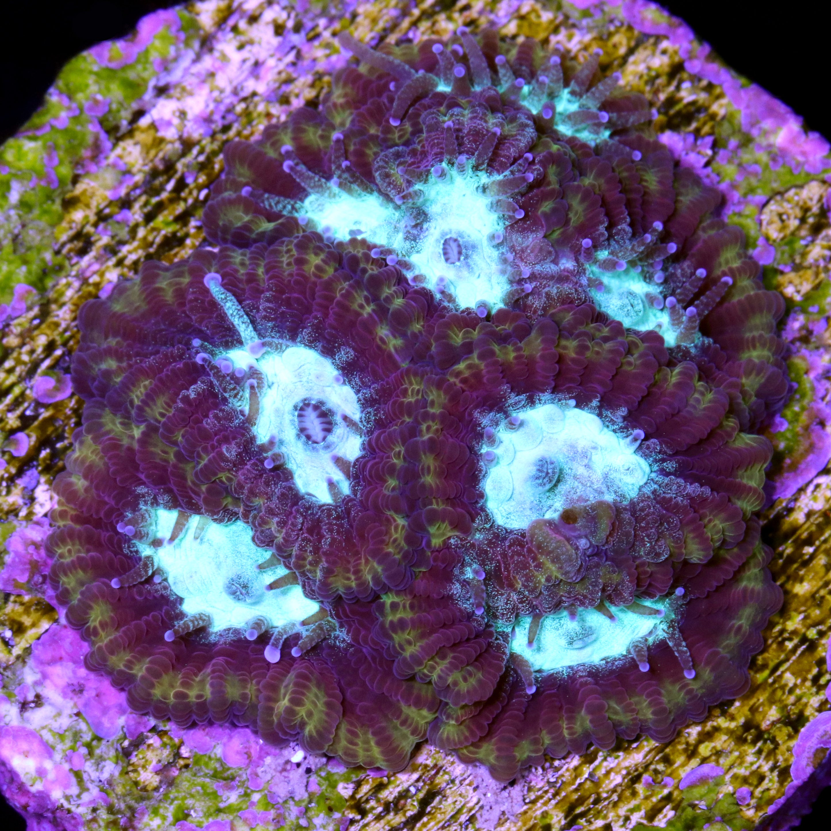 LPS Coral Frags for Sale | Buy LPS Coral Frags Tagged 