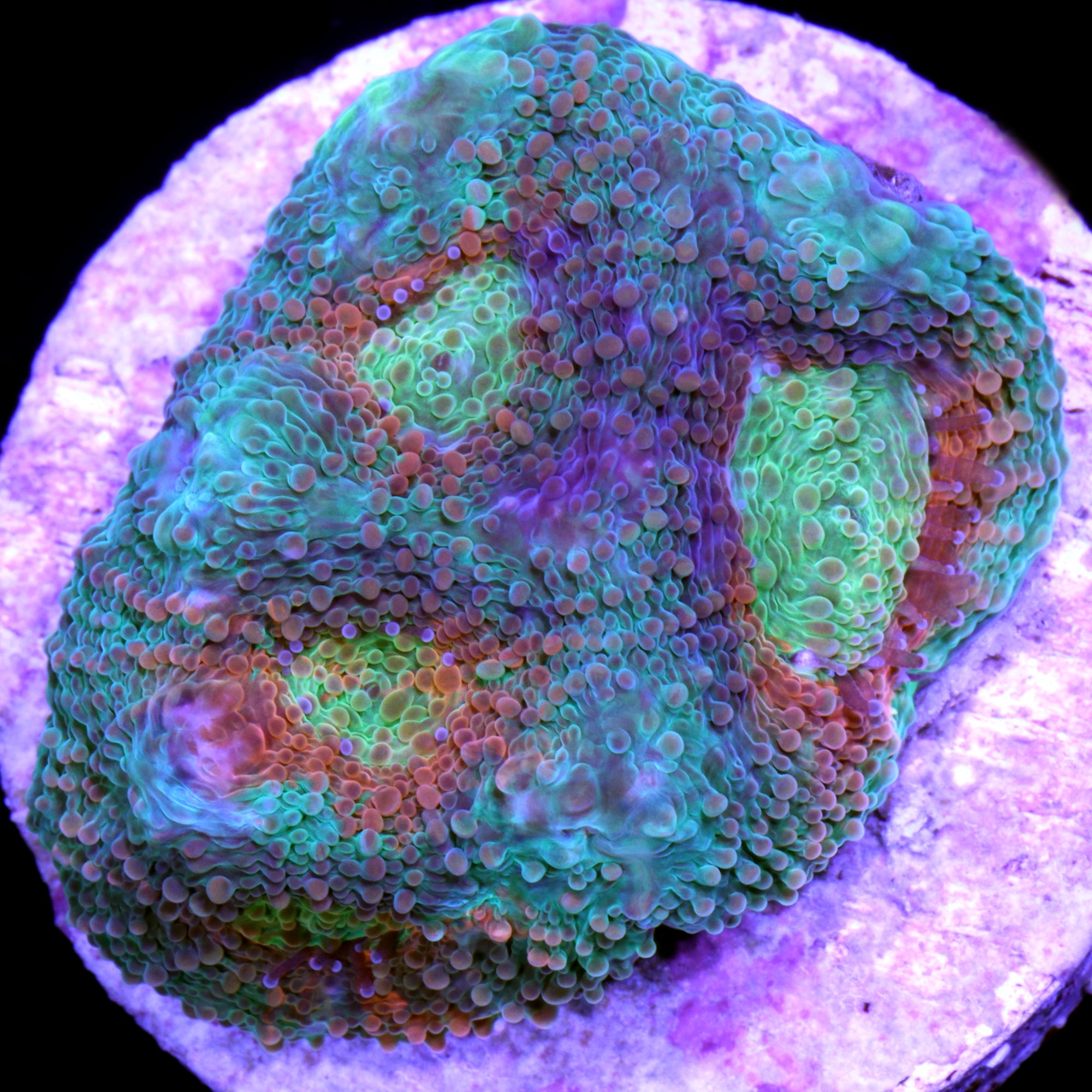 Vivid's Rainbow Acan Echinata Coral | Buy Live Coral for Sale | Vivid ...