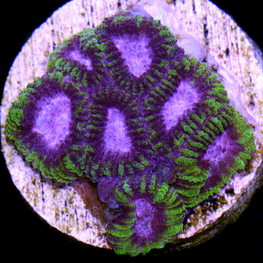 Buy Live Coral for Sale | Rare Coral | Sale Corals | Vivid Aquariums Page 5