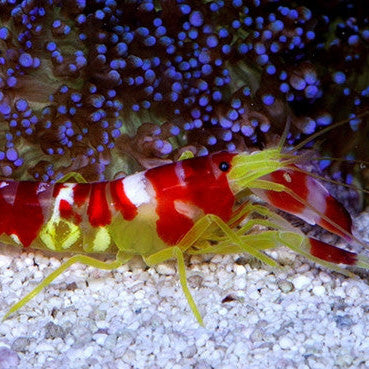 Tiger Pistol Shrimp - Vivid Aquariums