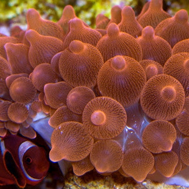 Rose Bubble Tip Anemone | Sea Anemones for Sale - Vivid Aquariums