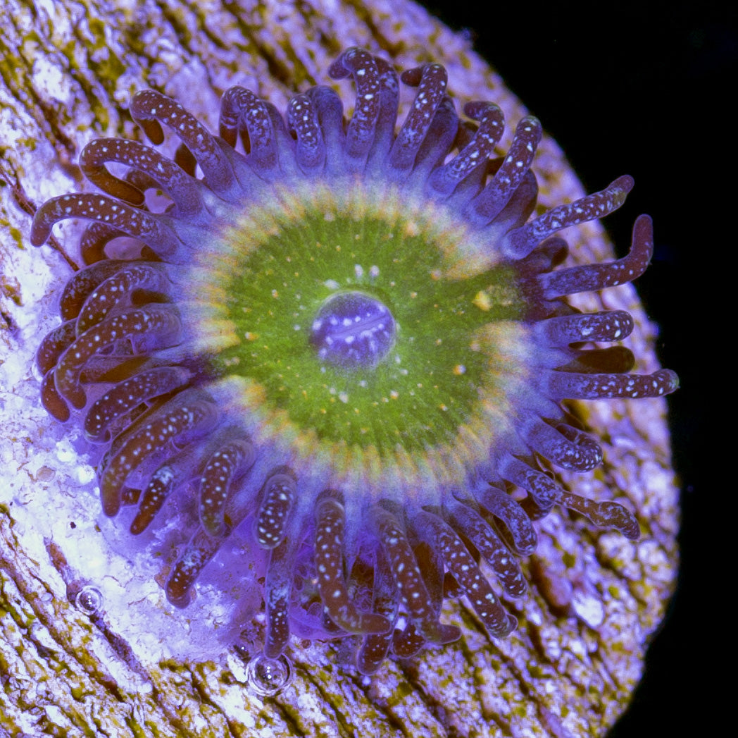 Tinkerbell Zoanthids | Buy Live Coral for Sale | Vivid Aquariums