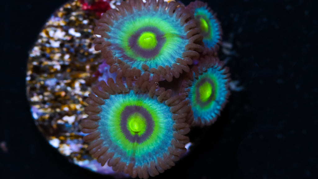 Zoanthids for Sale Buy Zoanthids Online Vivid Aquariums