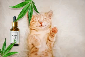 CBD For Cats