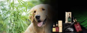 cbd for pets