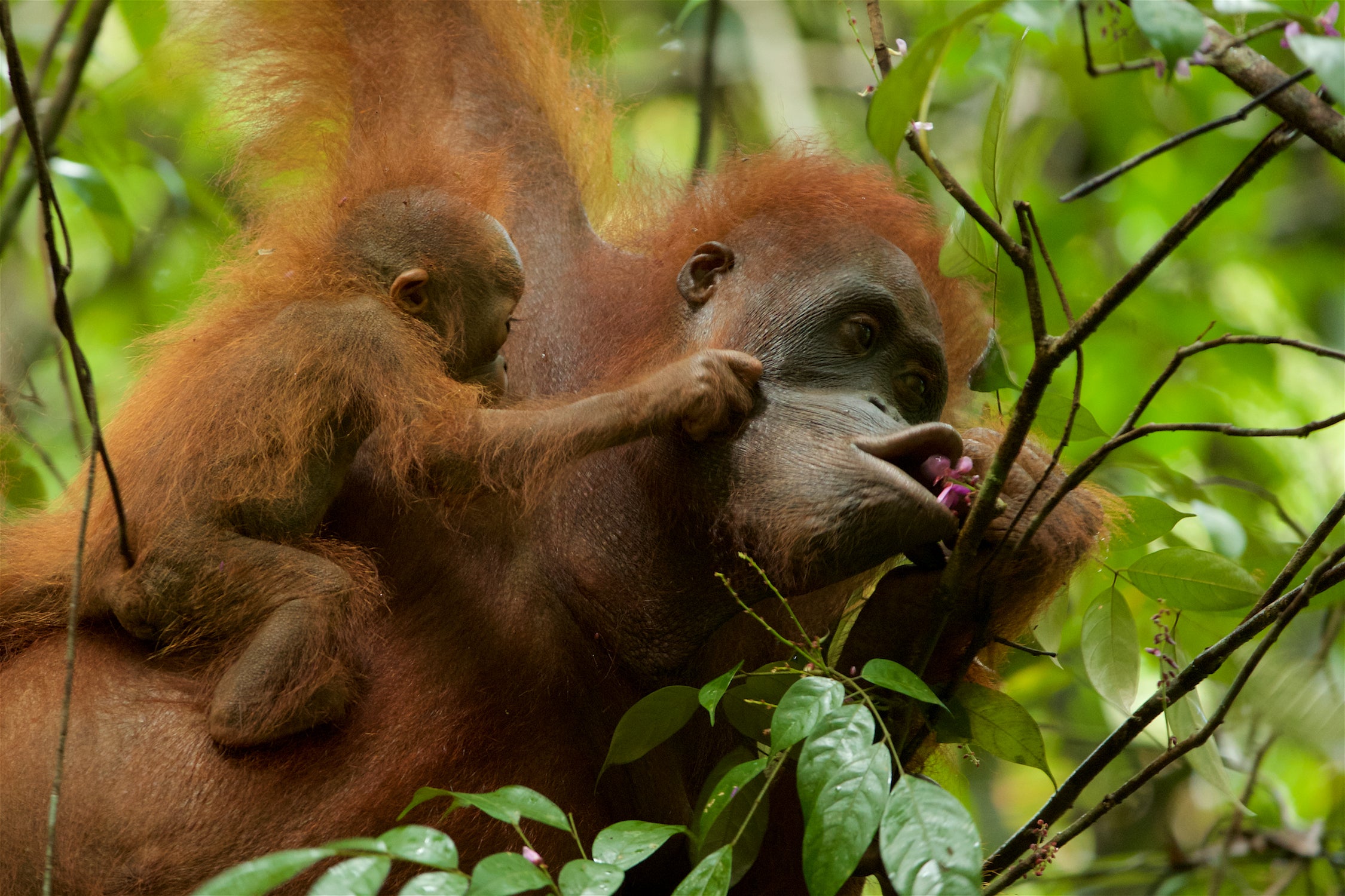 Borneo Orangutan by Tim Laman