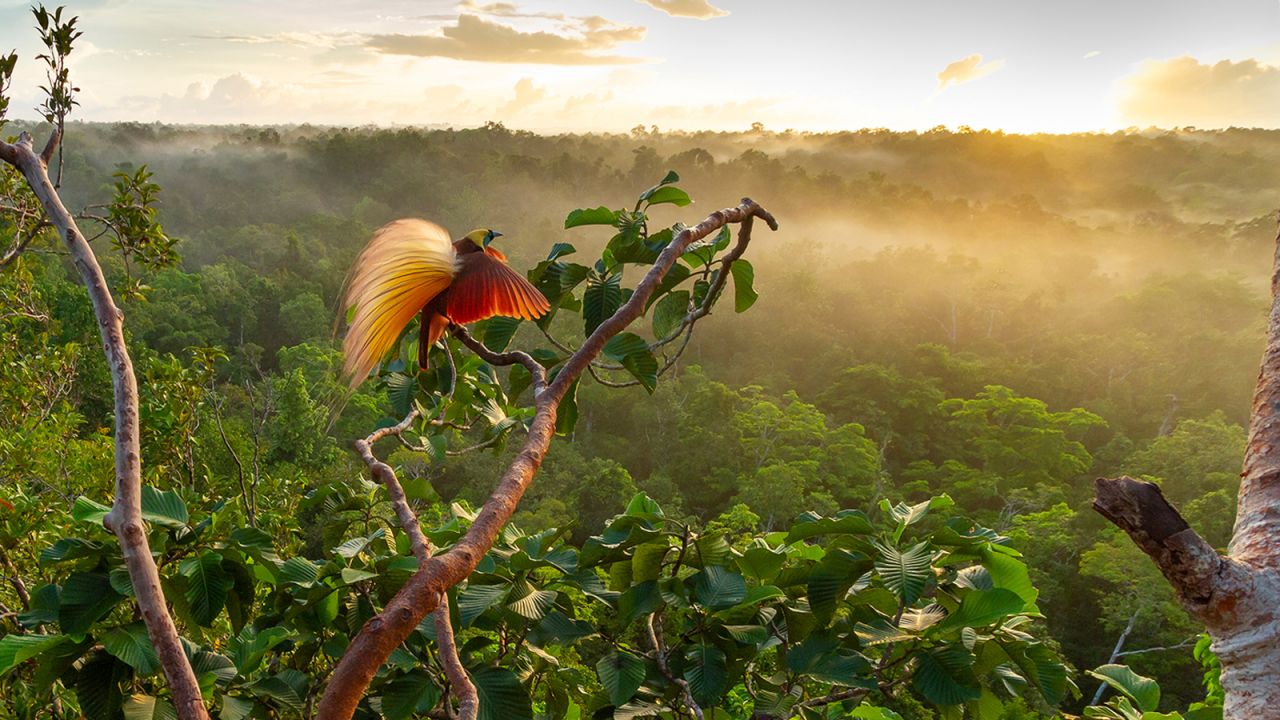 Greater bird-of-paradise by Tim Laman