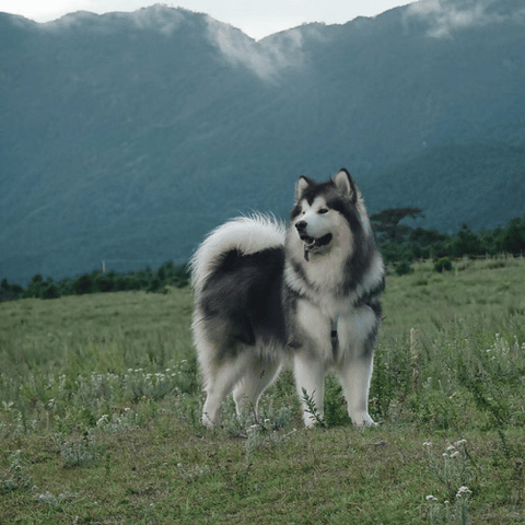 The second image features a husky playing in the countryside, surrounded by open fields of green grass, with rolling hills and a few trees in the distance under a sunny sky with a few clouds.