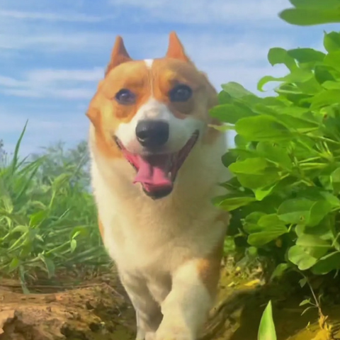 High-energy dog navigating an agility course with ease.