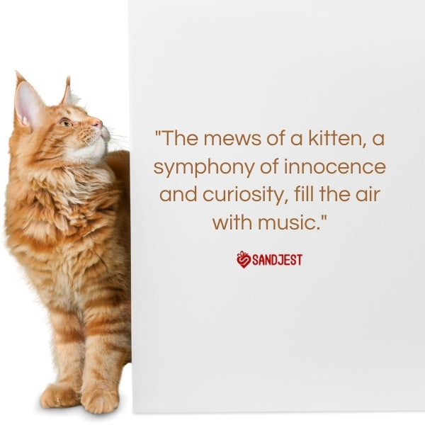 A ginger kitten looks upward, encapsulating the essence of beautiful kitten quotes.