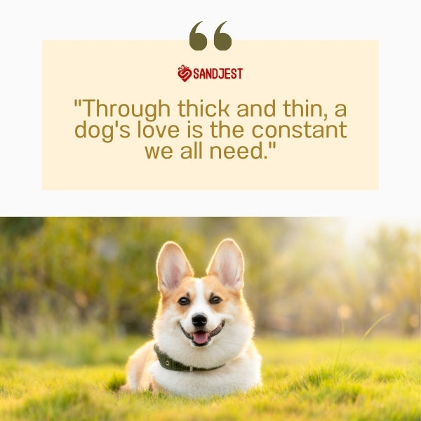 Smiling Corgi on a field epitomizes best friend dog quotes