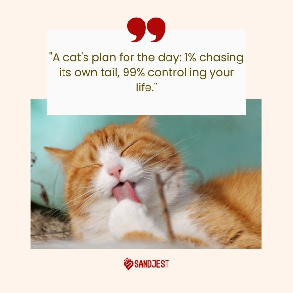 A ginger cat caught mid-lick with a quote about its daily plans brings a touch of humor to any cat lover's day with funny cat quotes.