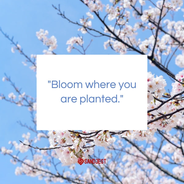 Cherry blossoms frame the inspirational spring quote "Bloom where you are planted" against a clear blue sky.