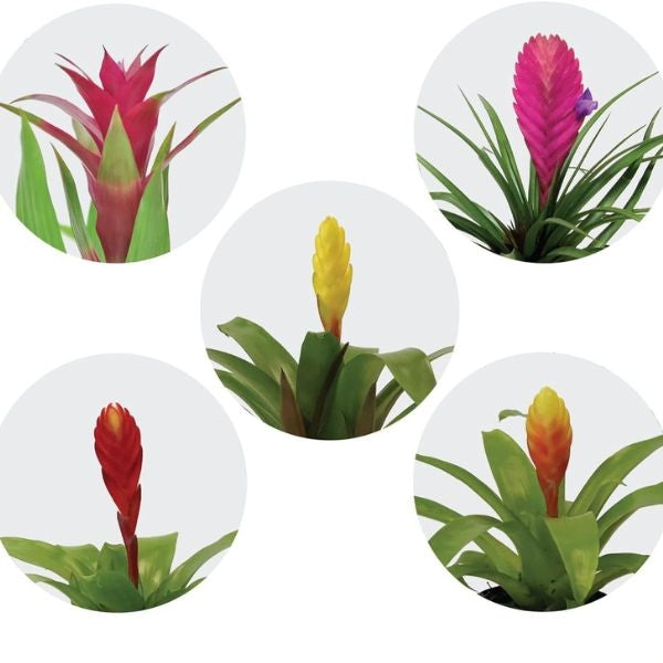 Bromeliad Summer plant, a vibrant and lively valentines gift for mom.