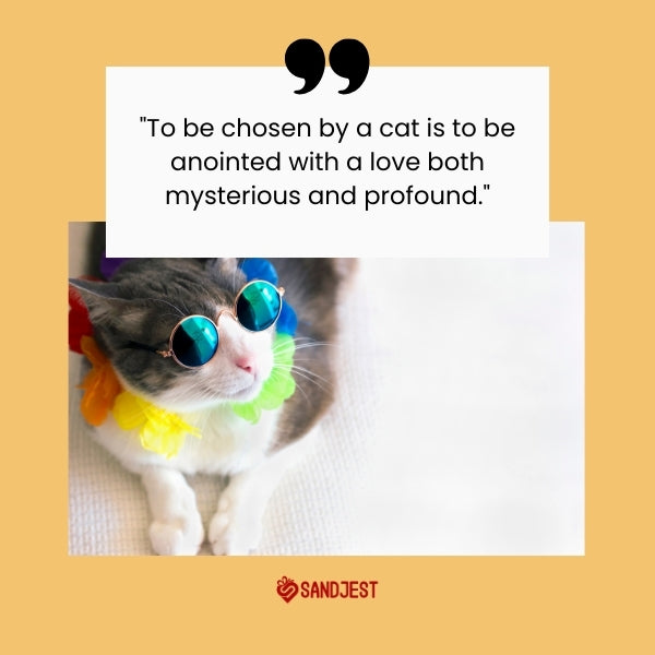 A content cat wearing sunglasses, embodying the warmth of cat love quotes.