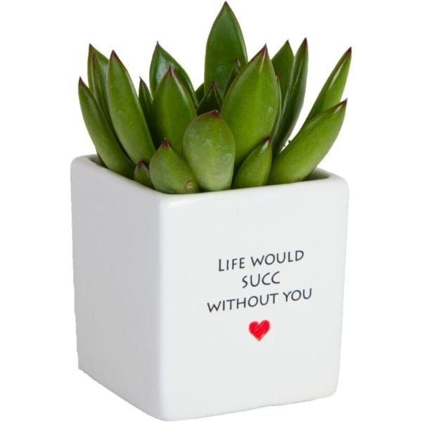 Costa Farms Mini Succulent - A mini succulent plant from Costa Farms, a cute and low-maintenance gift for your friend.