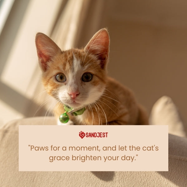 A curious kitten with a jingling collar, illustrating cute cat quotes for every occasion.