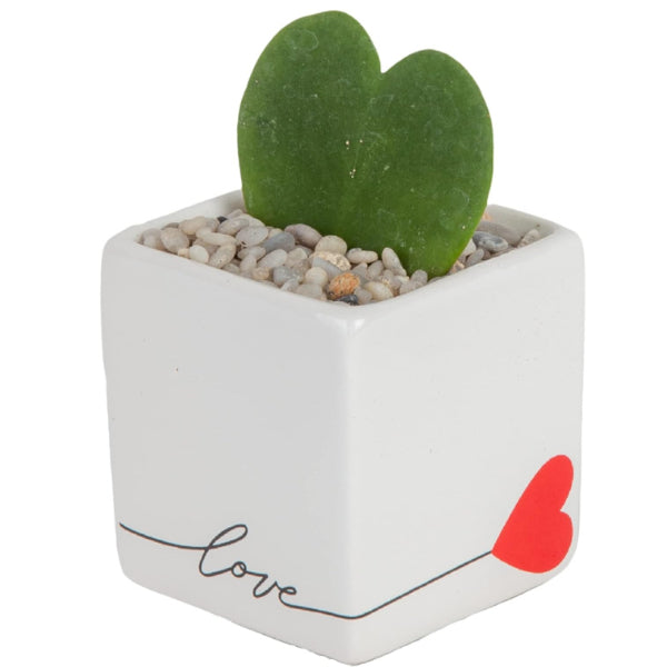 Cute succulent plant in a decorative pot, a low-maintenance green gift for stepmoms.