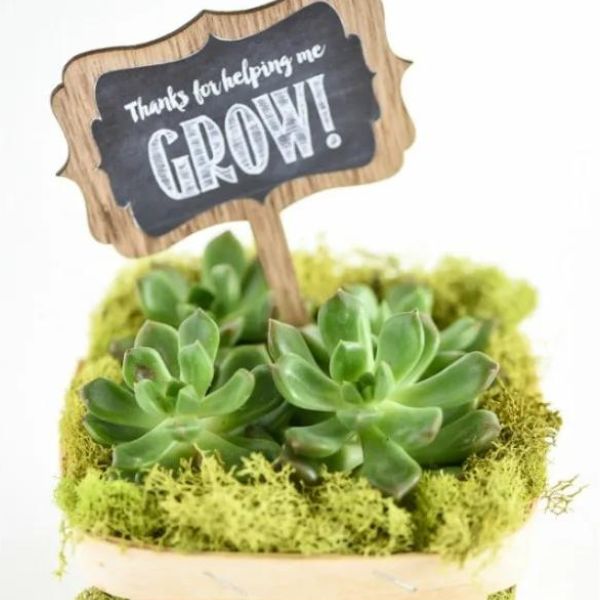 Cultivate appreciation with a DIY Succulent Gift featuring a "Thanks for Helping me Grow" Printable.