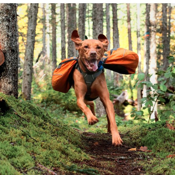 A collection of high-quality Dog Hiking Gear, the perfect dog mom gift for outdoor enthusiasts, showcasing durability and style for adventurous outings.