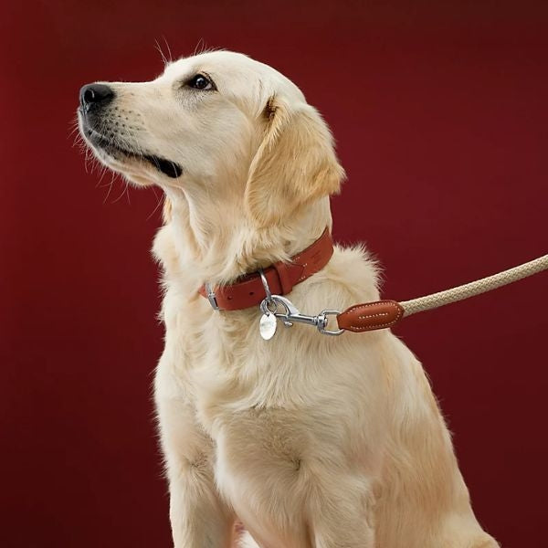 Explore a variety of stylish and practical dog leashes, perfect gifts for dog dads