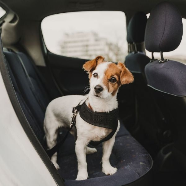 A heartwarming image of a happy pup cuddling with their human, showcasing the perfect dog seat belt harness