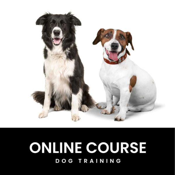 A laptop displaying 'Pawsitive Training Academy' – the premier choice for dog training online course membership, an enriching dog mom gift.