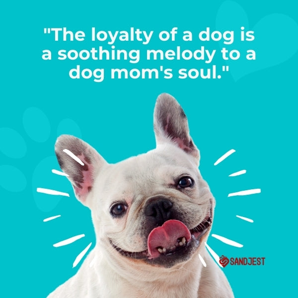 A loyal French Bulldog licks its lips, suited for dog mom quotes about faithful companions.