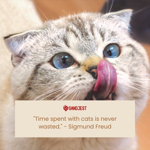 A thoughtful blue-eyed cat licking its nose, representing famous sayings about cats.