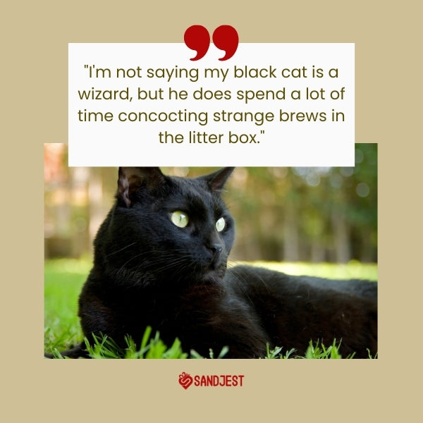 A black cat lounging on the grass, humorously insinuated as a potion brewer in a litter box with a funny cat quotes.