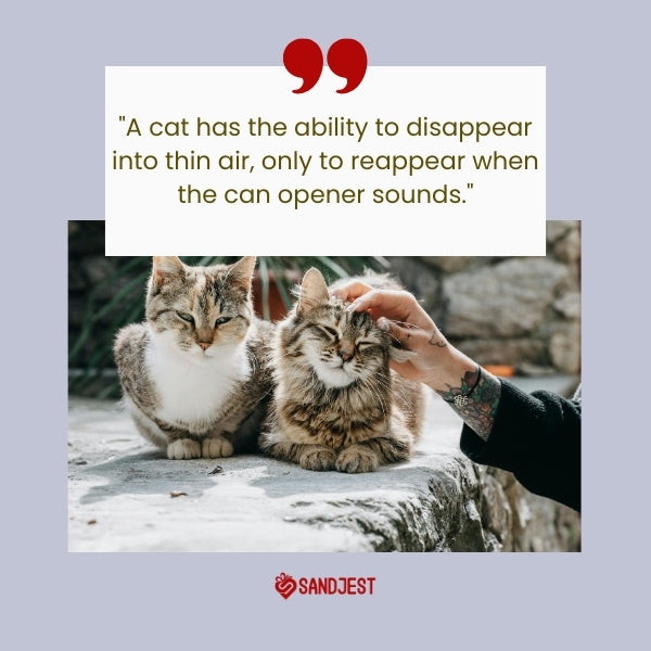 Two cats sitting closely, one enjoying a stroke on the head, paired with a quote about their elusive nature with a funny cat quotes.